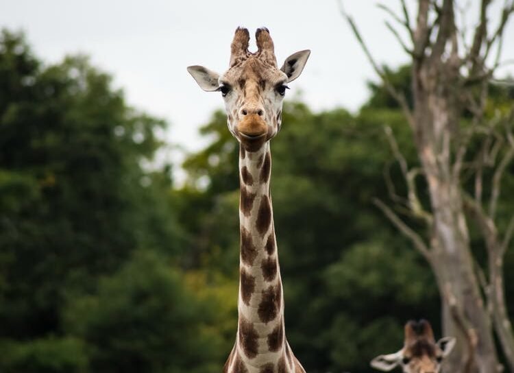 africa africa