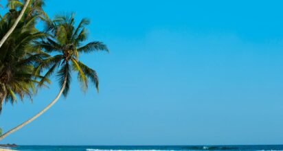 palm tree on beach