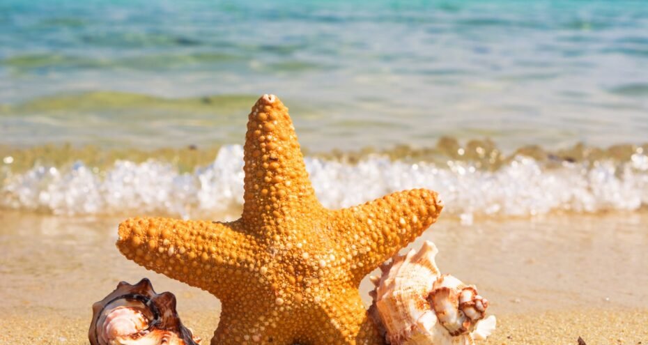 starfish shell starfish shell