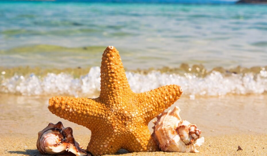 starfish shell