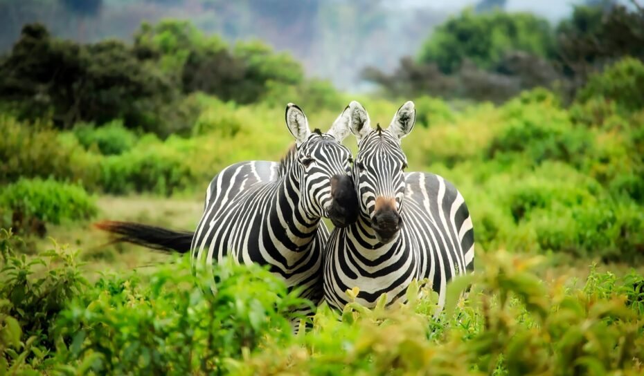 africa africa