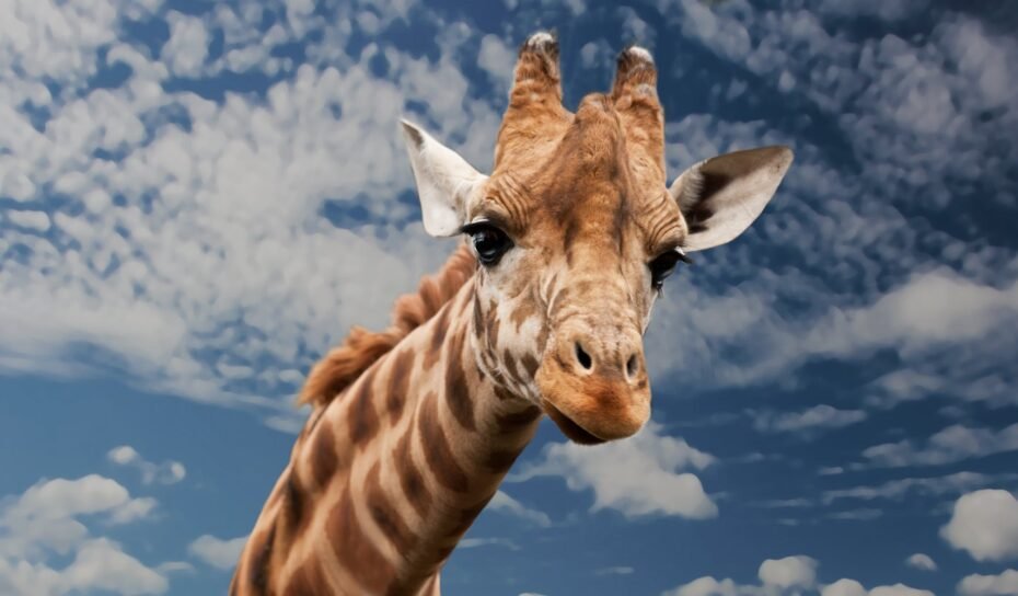 africa1