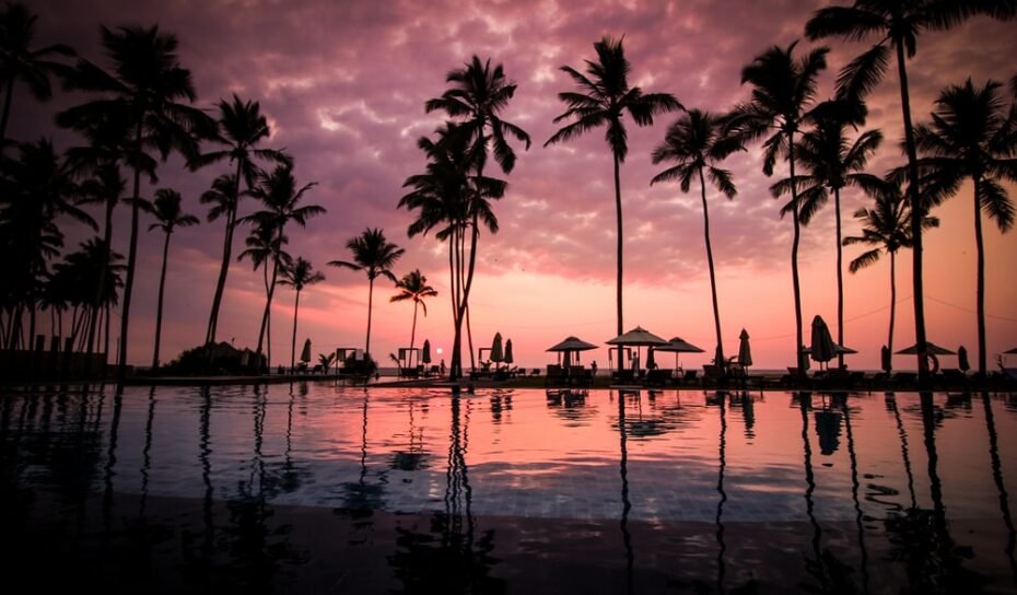 palm trees